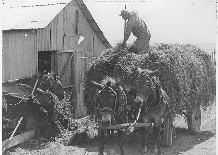 Hay Barn