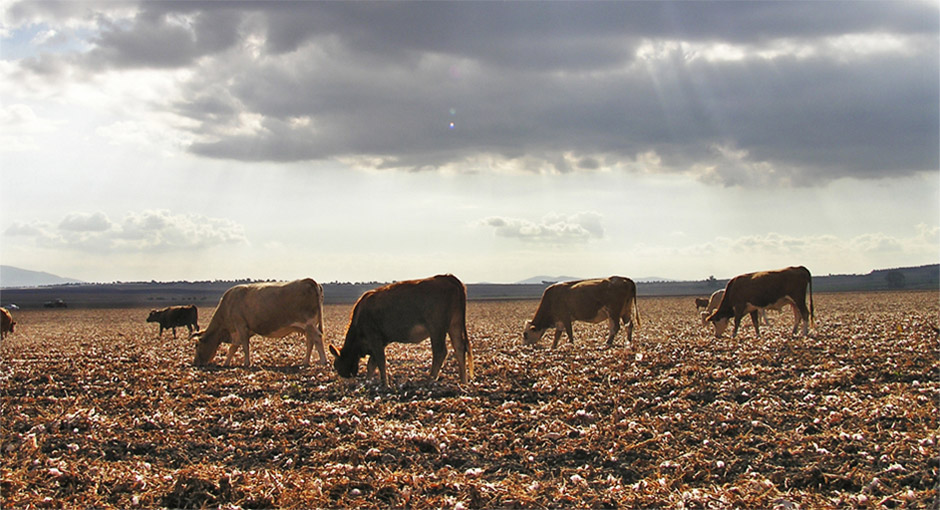 Grazing beef cattle